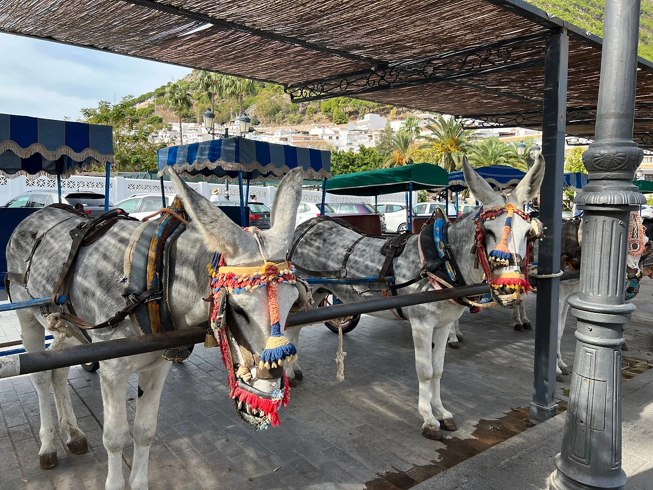 미하스 당나귀들.jpeg