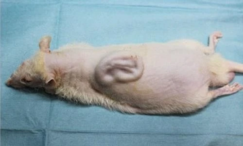 ?src=%22https%3A%2F%2Fimg9.yna.co.kr%2Fetc%2Finner%2FKR%2F2016%2F01%2F25%2FAKR20160125146100009_01_i_P4.jpg%22&type=ff500_300