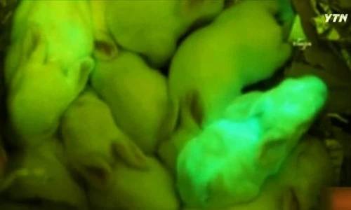 ?src=%22https%3A%2F%2Fimage.ytn.co.kr%2Fgeneral%2Fjpg%2F2013%2F0921%2F201309210302576150_h.jpg%22&type=ff500_300