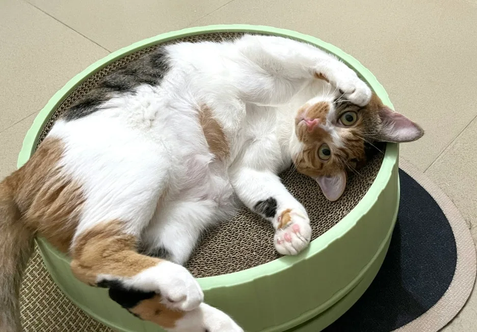 yukin-li-DwHcoo6zvEw-unsplash.jpg?type=w1