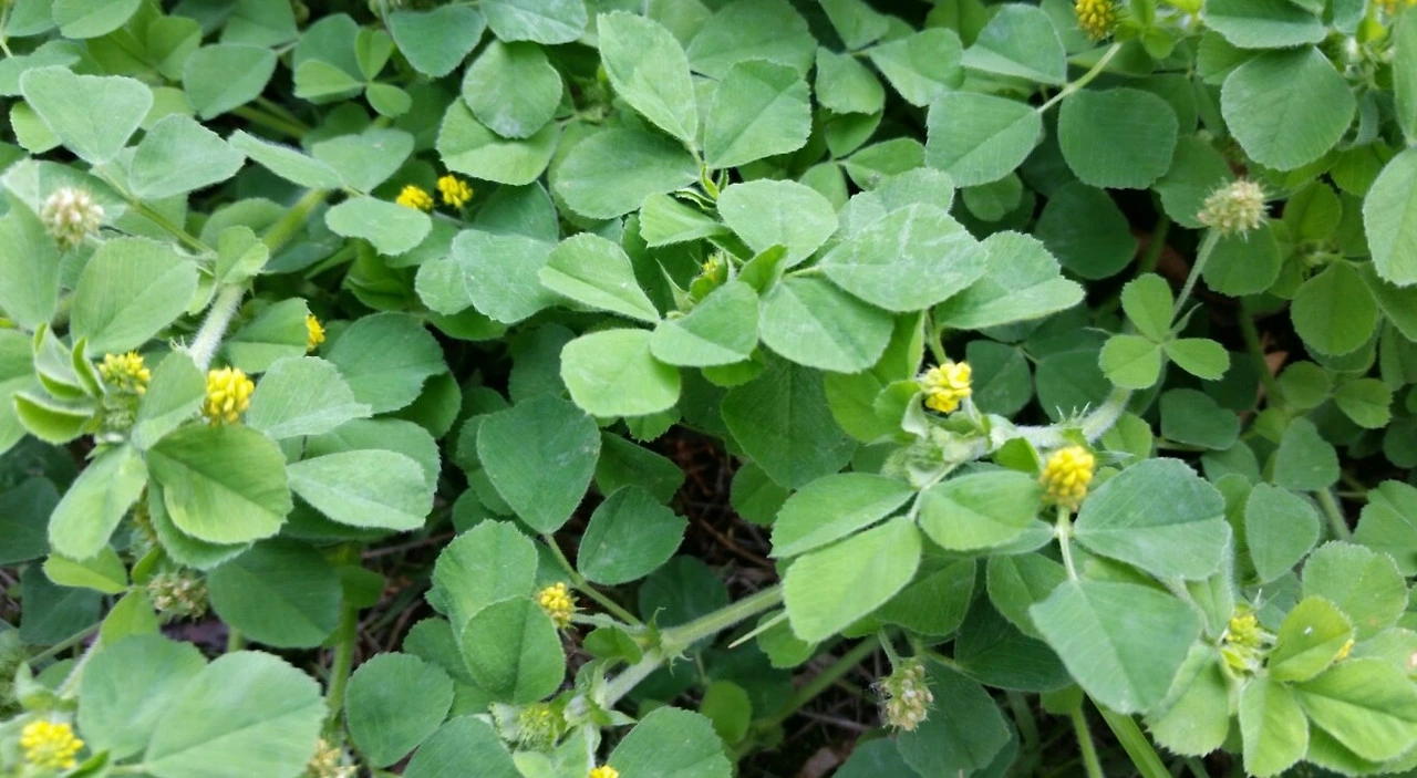 다운로드 (11).jpeg