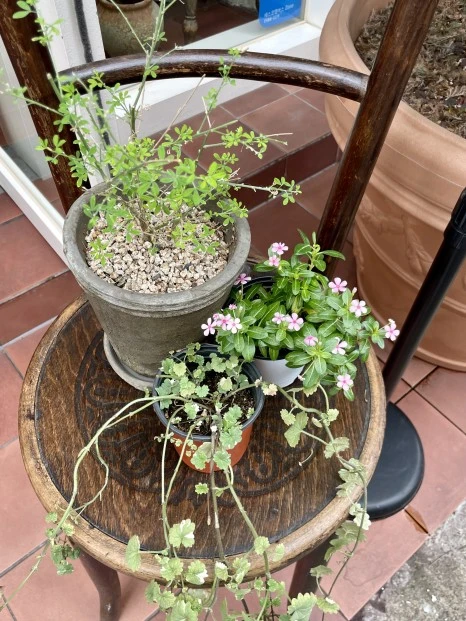 IMG_5879.jpeg?type=w466