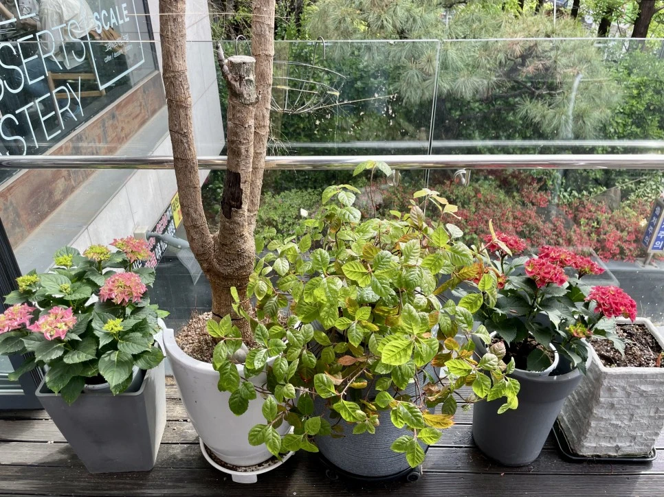 IMG_2517.jpeg?type=w966