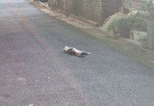 AD_4nXcmdoWlVFa5gV2kXWpXdNSd71BXaqPKcygsAdKMNVzFRDHsawzyXLEY2YjAb4xSK5xxEmevEXhL3ErxtxTVXlQ8I8cyIeVPj040_uj_OdHqlfbkZ1s0FyM_6um7rj9h1QCPNQTjBmOrGrdVUyBPr3p-nqY?key=4L0XksLua2w_ik8neYjoAQ