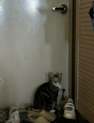 AD_4nXdQomRv-5wdQkO0zw0cBk5G_9n2FGYiuYzMGz5C0ifigDuILx9WZt9dkRtkX1cFUQ0e4b5hoAdOG7lbyz8pbgZlSqV1_ULuPHAJme4uolls1PSsJL--WkXXC81G07NVBwzpBKpIJyJgIC0k9OAFVsBxrU4?key=4L0XksLua2w_ik8neYjoAQ