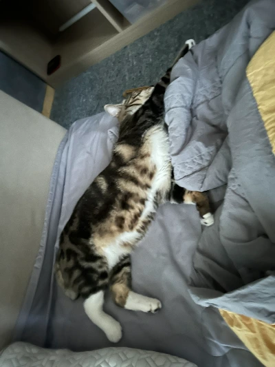 AD_4nXdNz4uQAuolTBV7Q1fV-xpE9e9ew_p1PzvhR_U7wodqdOZGHtGcEUUJooIatzWzmdPPbYc2piMGBBGNZfP3JKCDKi-bLhnarMAFTc_1dun_cZsYGu-_kOA1kNk1jz9SkJSX20VWh5ZPTHcPk2uT_sXGG4Q?key=4L0XksLua2w_ik8neYjoAQ