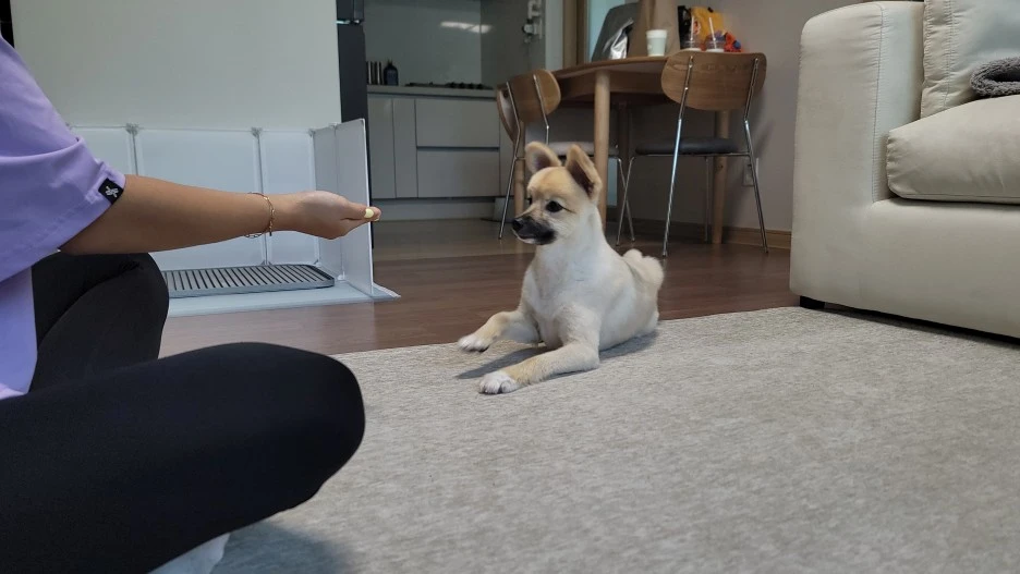 %EA%B0%95%EC%95%84%EC%A7%80_%EA%B5%90%EC%9C%A1%EC%8B%9C_%ED%95%84%EC%9A%94%ED%95%9C_%EA%B8%B0%EB%B3%B8_%EC%A7%80%EC%8B%9D,_%EB%87%8C%EC%9D%98_%EA%B0%80%EC%86%8C%EC%84%B1_2.jpg?type=w1