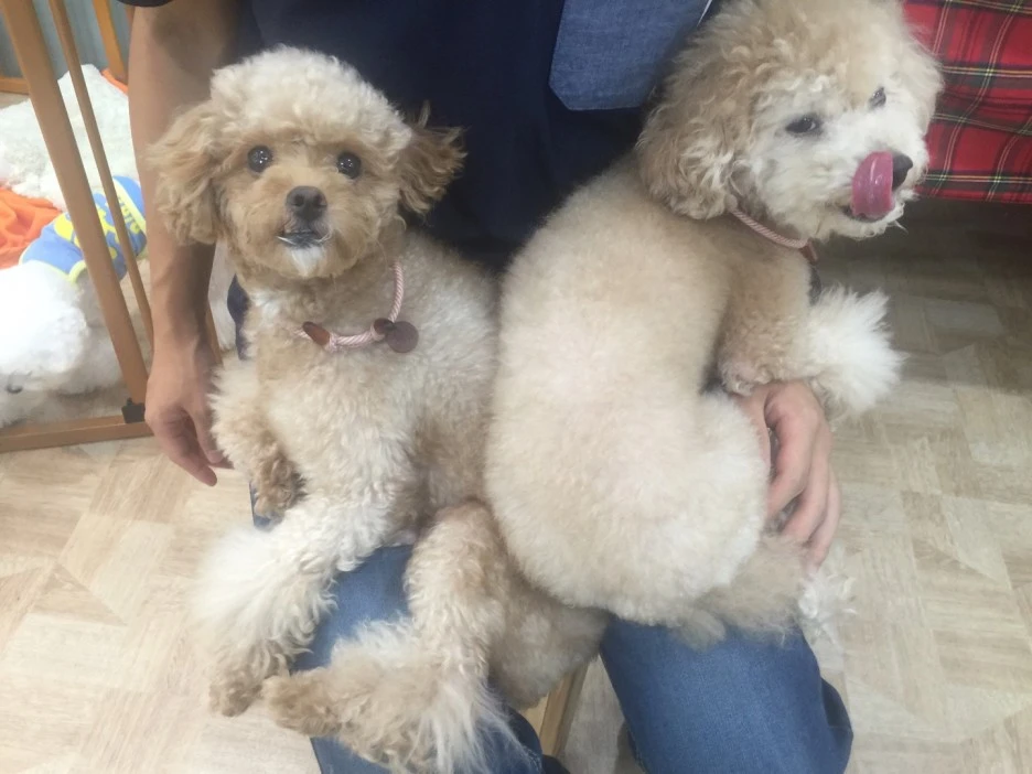 %EC%9A%B0%EB%A6%AC%EA%B0%80_%EA%B0%95%EC%95%84%EC%A7%80_%EC%93%B0%EB%8B%A4%EB%93%AC%EA%B8%B0%EB%A5%BC_%ED%8F%AC%EA%B8%B0_%EB%AA%BB%ED%95%98%EB%8A%94_%ED%99%95%EC%8B%A4%ED%95%9C_%EC%9D%B4%EC%9C%A0_5.jpg?type=w1