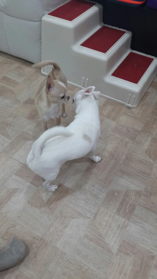 %EB%A7%A4%EB%B2%88_%EA%B0%95%EC%95%84%EC%A7%80%EC%97%90%EA%B2%8C_%EB%B0%94%EB%94%94_%EB%B8%94%EB%A1%9C%ED%82%B9%EC%9D%B4_%EC%8B%A4%ED%8C%A8%ED%95%98%EB%8A%94_%EC%9D%B4%EC%9C%A0_4.jpg?type=w966