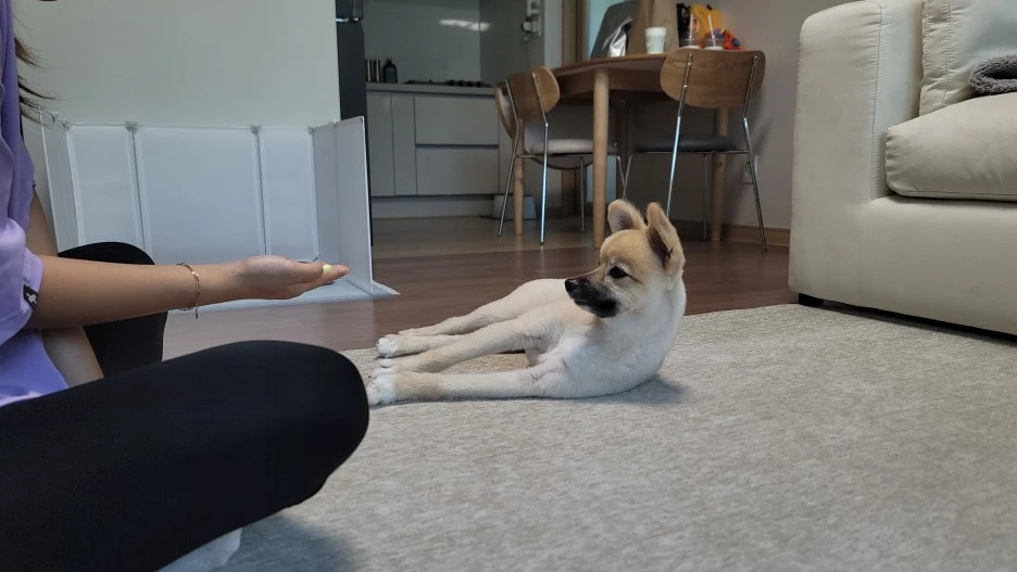 %EA%B0%95%EC%95%84%EC%A7%80_%EA%B5%90%EC%9C%A1%EC%8B%9C_%ED%95%84%EC%9A%94%ED%95%9C_%EA%B8%B0%EB%B3%B8_%EC%A7%80%EC%8B%9D,_%EB%87%8C%EC%9D%98_%EA%B0%80%EC%86%8C%EC%84%B1.jpg?type=w1