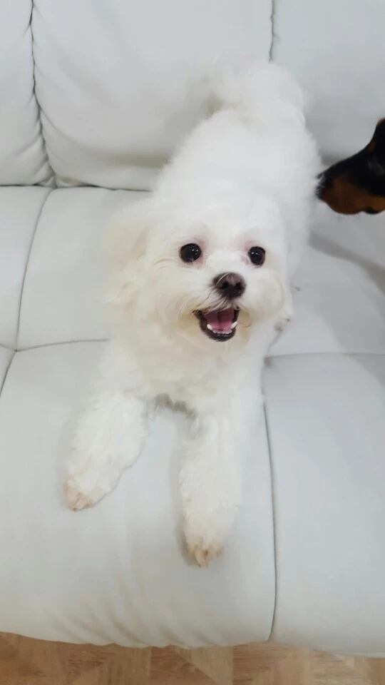 %EB%A7%A4%EB%B2%88_%EA%B0%95%EC%95%84%EC%A7%80%EC%97%90%EA%B2%8C_%EB%B0%94%EB%94%94_%EB%B8%94%EB%A1%9C%ED%82%B9%EC%9D%B4_%EC%8B%A4%ED%8C%A8%ED%95%98%EB%8A%94_%EC%9D%B4%EC%9C%A0_2.jpg?type=w966