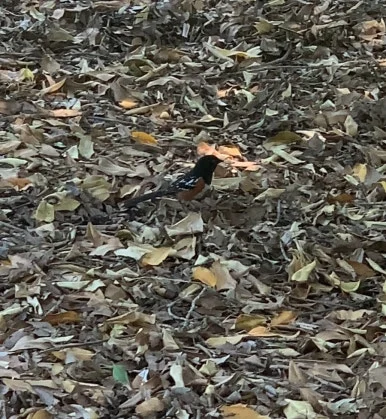 IMG_4660.jpg?type=w386