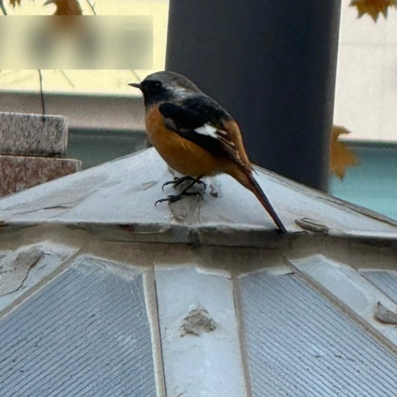 SE-36A3F4D6-C259-4190-9466-3EAABB999780.jpg?type=w773