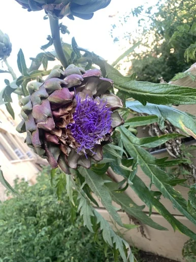 IMG_3853.JPG?type=w386