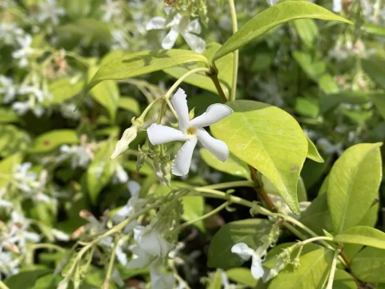 IMG_3961.JPG?type=w773