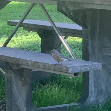 SE-3A216895-5E11-4245-939F-F48A1CF9E660.jpg?type=w386