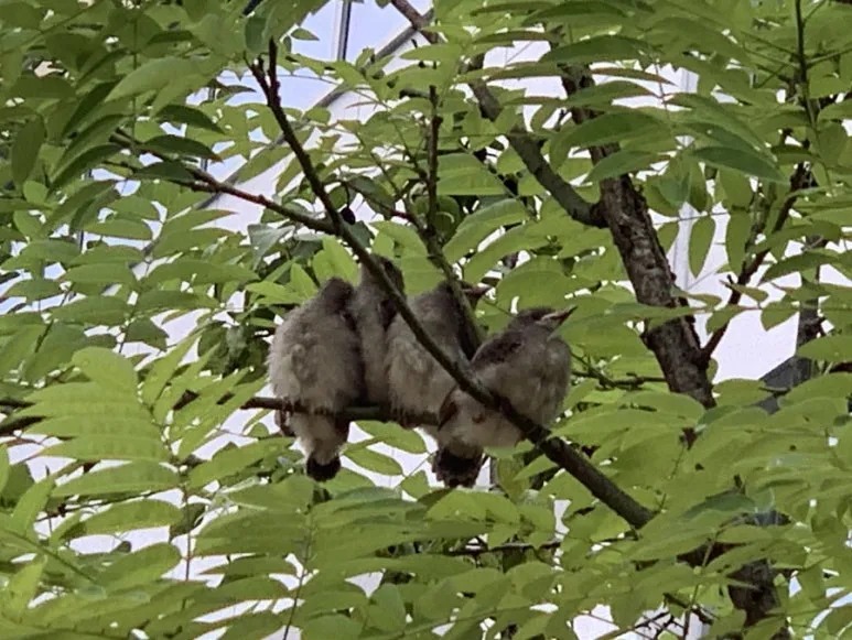 IMG_2786.jpeg?type=w1