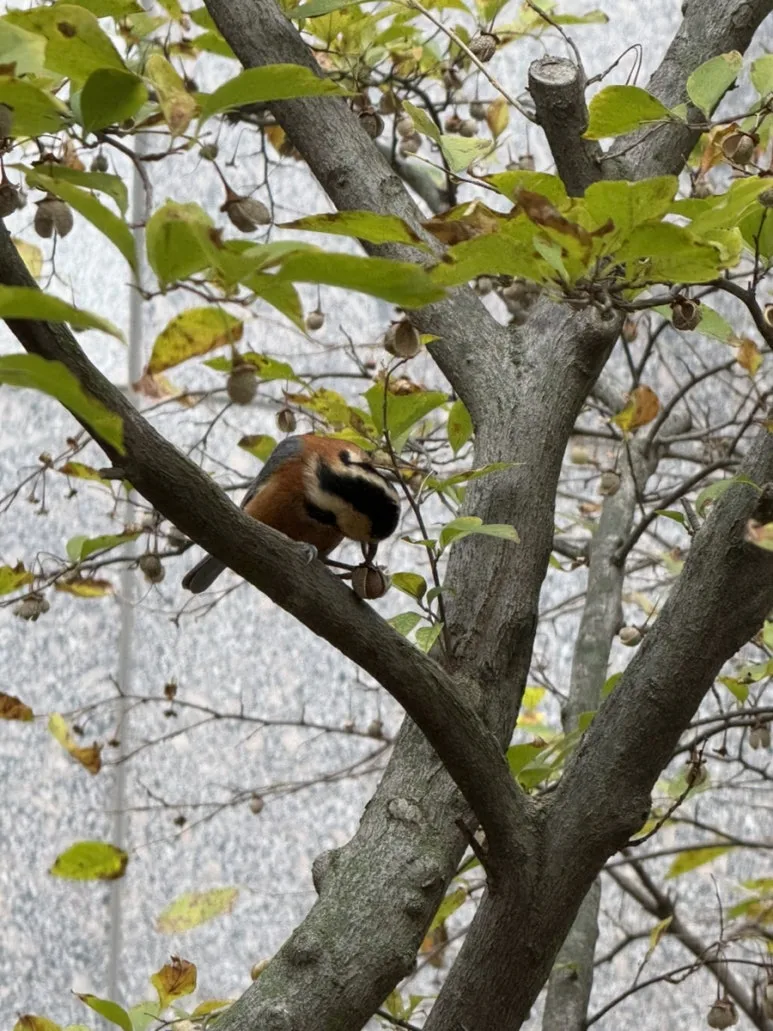 IMG%EF%BC%BF8117.jpg?type=w773