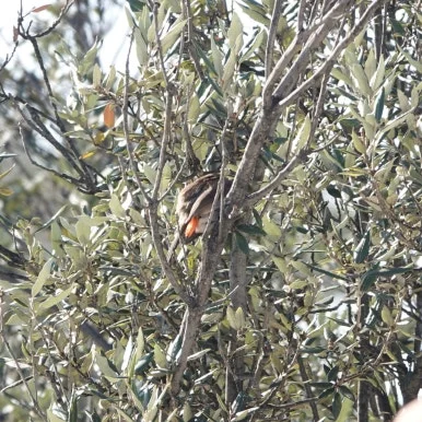 SE-87d82cf6-e6af-4b0a-93e2-ece600753f42.jpg?type=w386