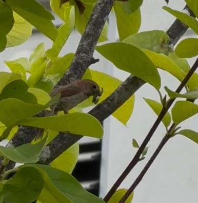 IMG%EF%BC%BF2050.jpg?type=w386