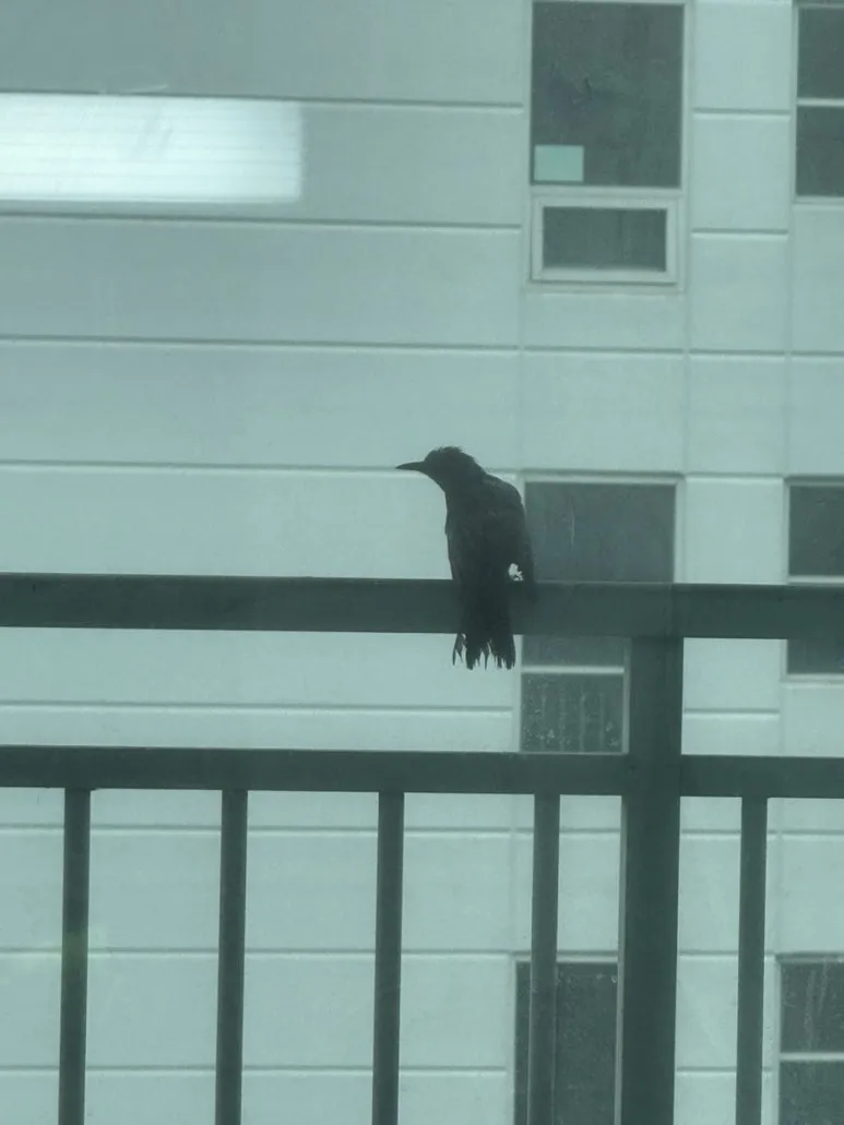 IMG%EF%BC%BF1484.jpg?type=w773