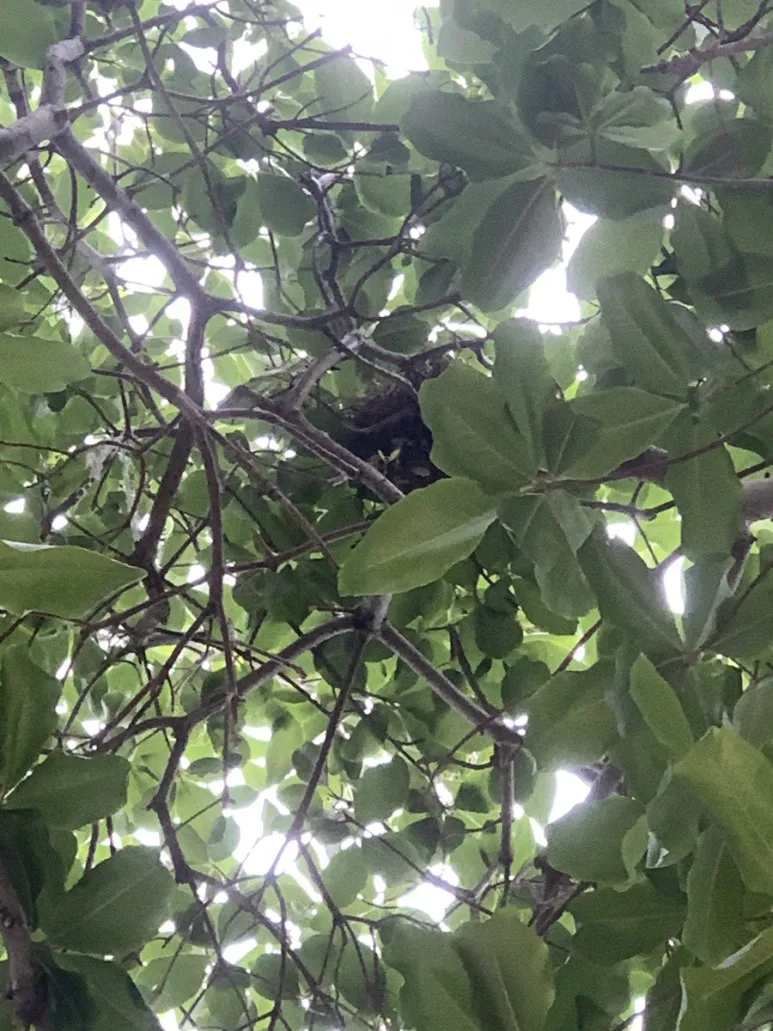 IMG_3736.JPG?type=w773