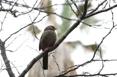 DSC03754.JPG?type=w386