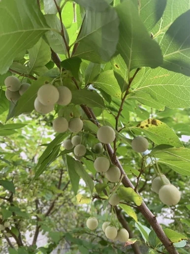 IMG_6960.jpeg?type=w386