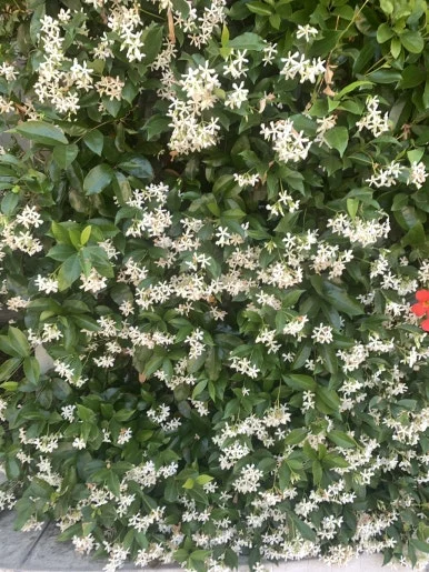 IMG_4110.JPG?type=w386