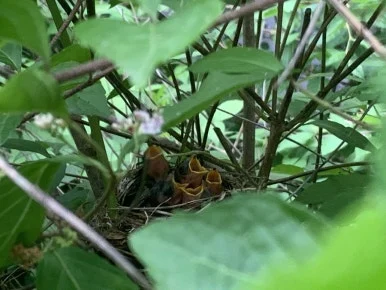 IMG%EF%BC%BF2049.JPG?type=w386