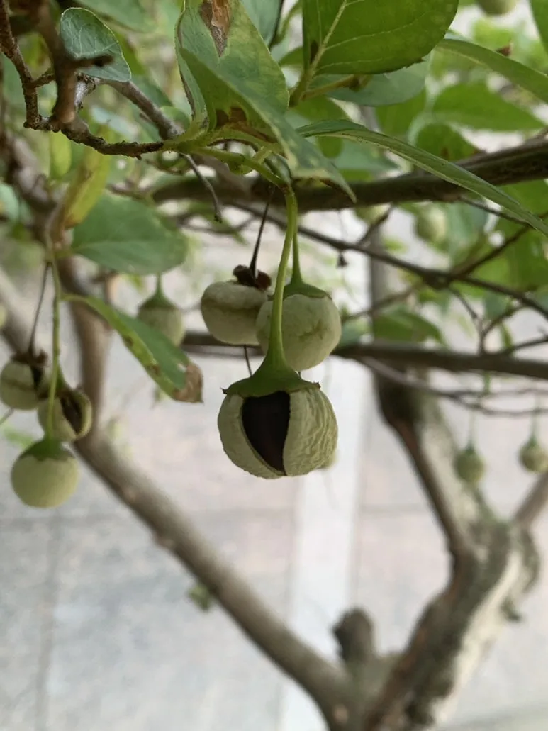 IMG_6962.JPG?type=w773