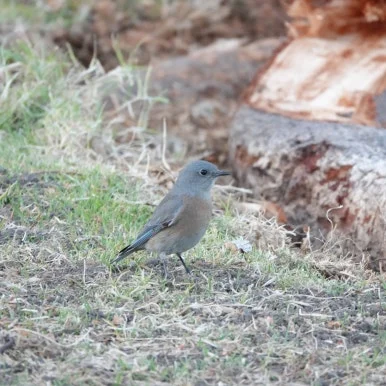 SE-dc264a86-7a00-4965-b792-c59f2426ee00.jpg?type=w386