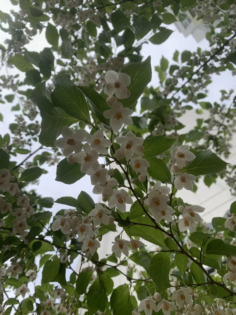 IMG_8747.JPG?type=w773