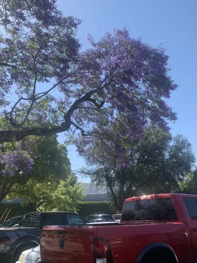 IMG_4106.JPG?type=w386