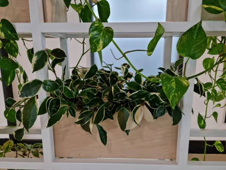 900%EF%BC%BF20250113%EF%BC%BF184748.jpg?type=w773