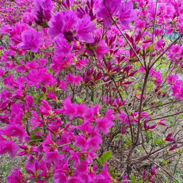 900%EF%BC%BF20250412%EF%BC%BF171443.jpg?type=w773