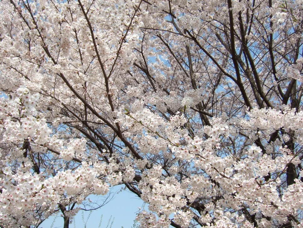 DSCF4587.JPG?type=w966