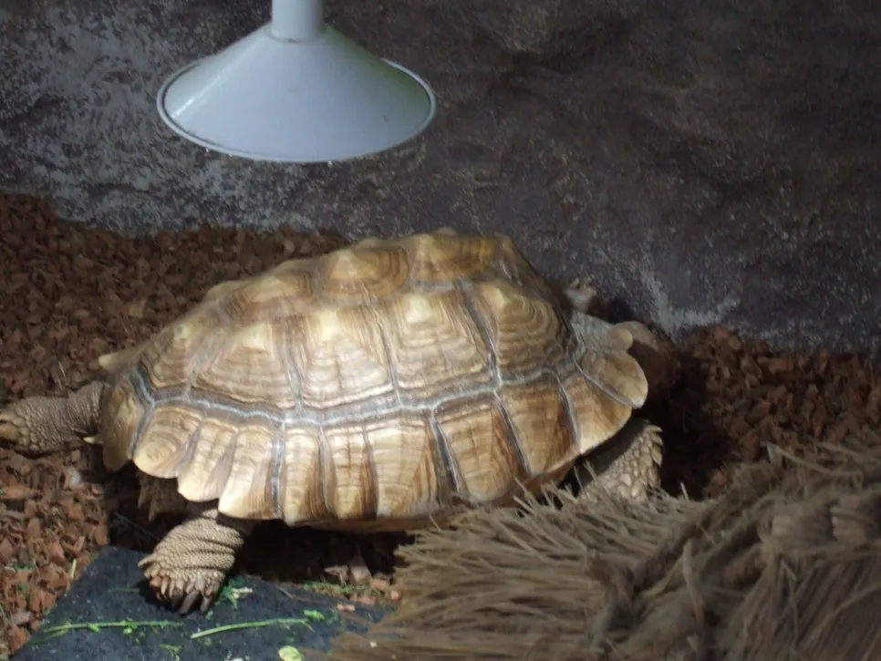 DSCF5465.JPG?type=w966