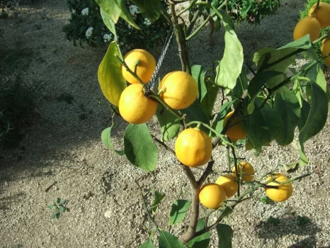 DSCF5464.JPG?type=w466