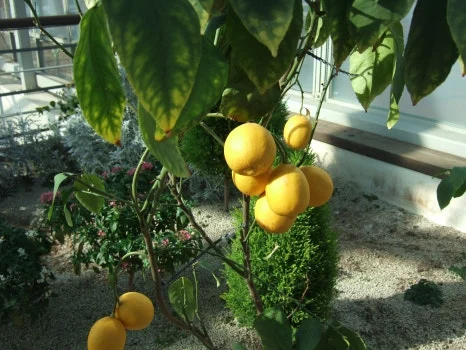 DSCF5463.JPG?type=w466