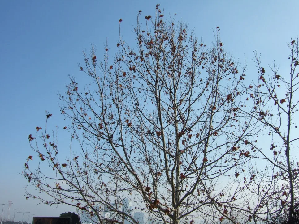 DSCF5352.JPG?type=w966