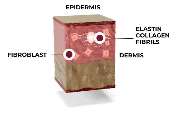 hcp-2.0-illustration-skin-stage2.png?type=w1