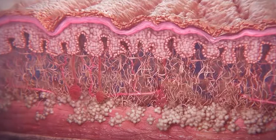 %EB%82%98%EC%9D%B4%EB%93%A0_%ED%94%BC%EB%B6%80.png?type=w1