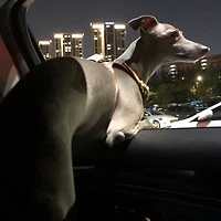 XjZDJHl4WiYRe8funC_dy5jPywc