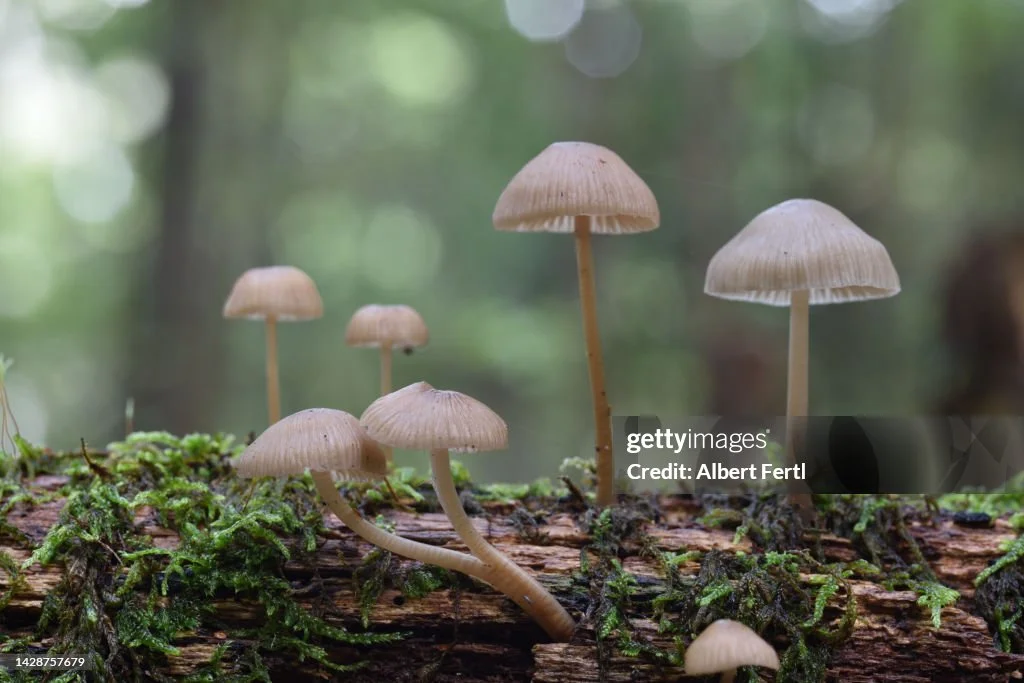 mushrooms-in-the-forest.jpg?s=1024x1024&w=gi&k=20&c=sYN0J94R9eGsJGYooB5t8AQ2EqgtAfsEhFQ0n600lx0=