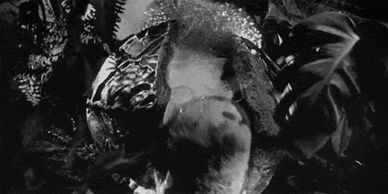 invasion-of-the-body-snatchers-gif.gif?type=w1