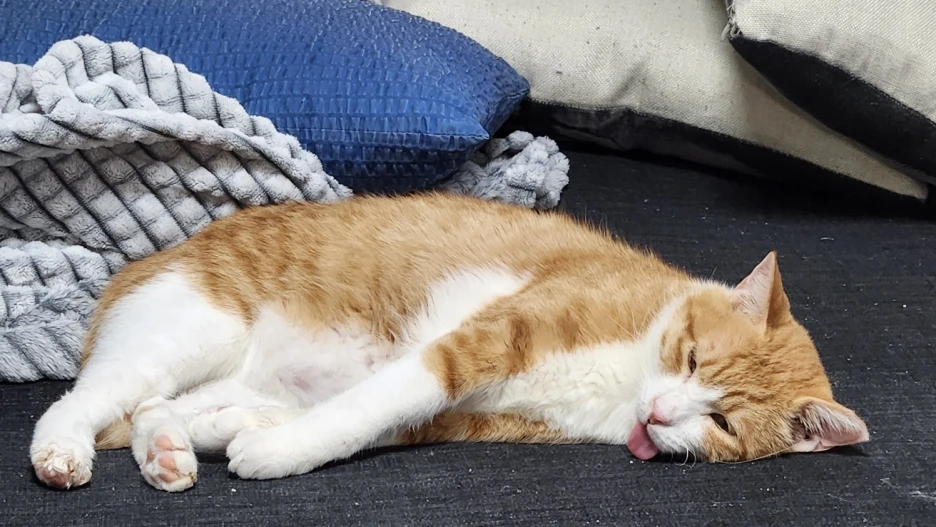 SE-6691e427-d81d-4cce-8ff6-786c6ae3ea1f.png?type=w1