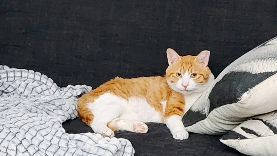 SE-e0ea858a-a291-4d5c-a4e2-4fea3b905287.png?type=w1