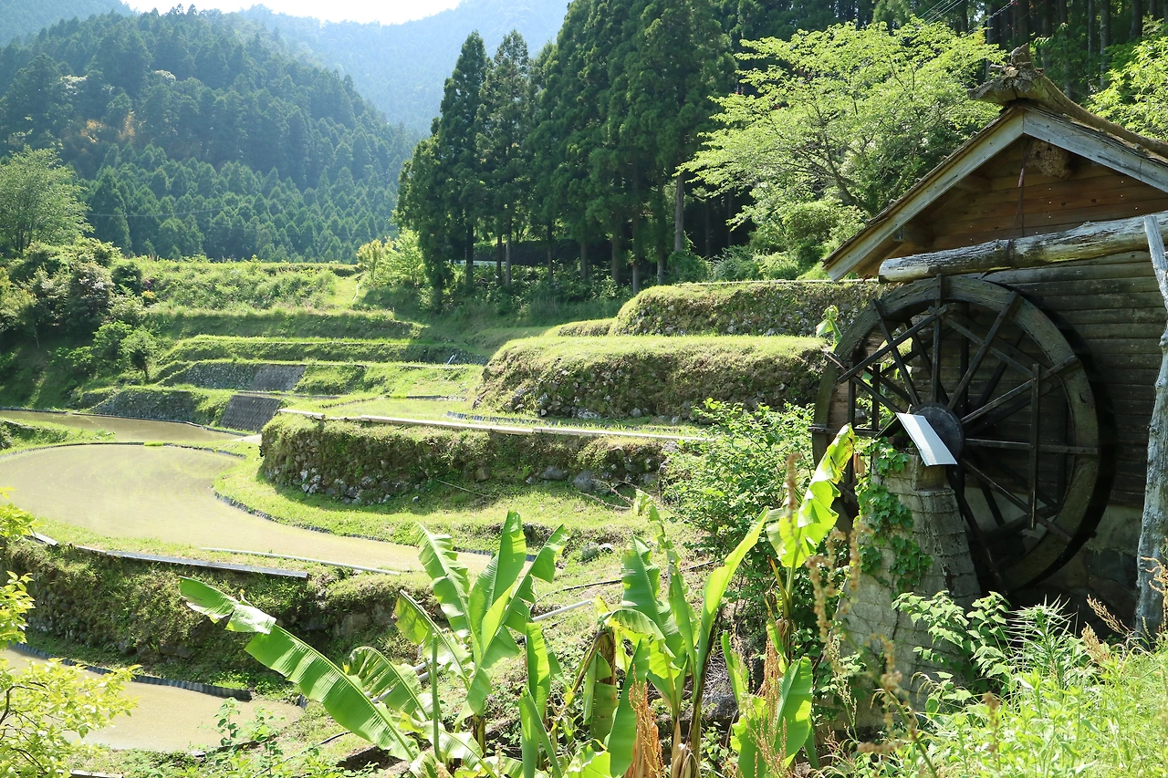 경관 - 다랑이 논2.JPG