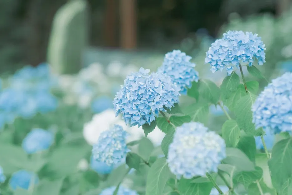 20240715-%ED%99%8B%EC%B9%B4%EC%9D%B4%EB%8F%84_%EC%8B%A0%EA%B6%81-49.jpg?type=w1